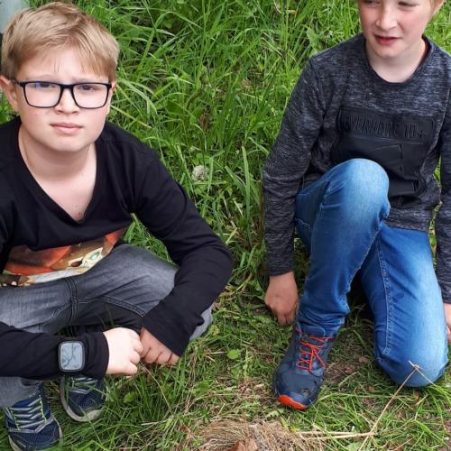 Bild Vogelwanderung
