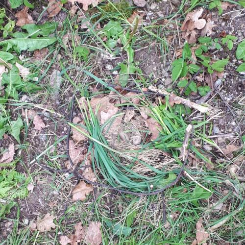 Bild Vogelwanderung