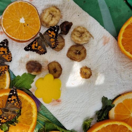 Schmetterling