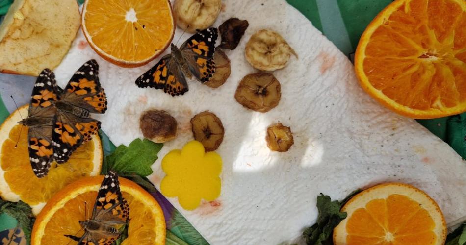 Schmetterling